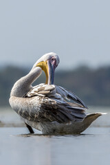 Pink pelican cleaning its plumage in a lake called  Uluabat next to Istanbul, Turkey at a sunny evening in summer.