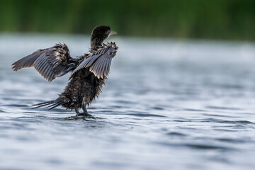Little dwarf cormorant in a lake called Uluabat next to Istanbul, Turkey at a sunny evening in summer.