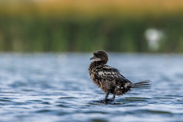 Little dwarf cormorant in a lake called Uluabat next to Istanbul, Turkey at a sunny evening in summer.