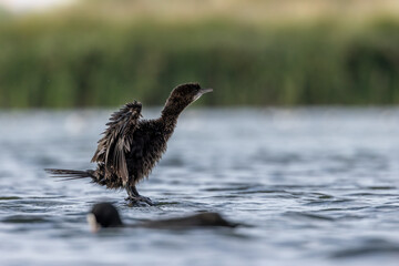 Little dwarf cormorant in a lake called Uluabat next to Istanbul, Turkey at a sunny evening in summer.