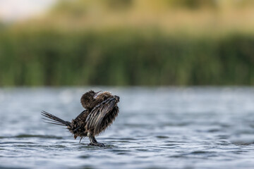 Little dwarf cormorant in a lake called Uluabat next to Istanbul, Turkey at a sunny evening in summer.