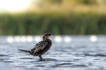 Little dwarf cormorant in a lake called Uluabat next to Istanbul, Turkey at a sunny evening in summer.