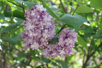 2 panicles of mauve double flowered Syringa vulgaris in mid May