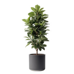 Modern indoor ficus plant isolate on transparency background PNG isolated