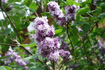Branches of blossoming mauve double flowered Syringa vulgaris in mid May