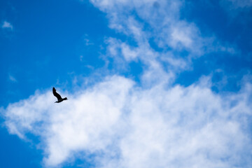 Clear sunny sky, white clouds and flying seagull birds