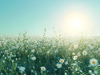 Fototapeta premium Vibrant field of daisies under a bright blue sky, capturing the beauty of nature in full bloom.