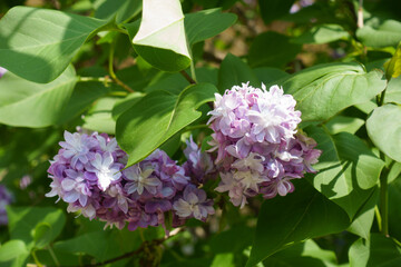 Pair of panicles of mauve double flowered Syringa vulgaris in mid May