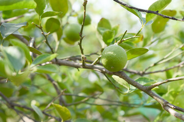 fresh lemon on plant closeup, Close-up Lemon fruit hanging on tree, photo of fresh lemons plants, Bunch of fresh ripe lemons on a lemon tree branch, Ripe fresh lemon hangs on tree branch in sunshine. 