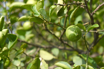 fresh lemon on plant closeup, Close-up Lemon fruit hanging on tree, photo of fresh lemons plants, Bunch of fresh ripe lemons on a lemon tree branch, Ripe fresh lemon hangs on tree branch in sunshine. 