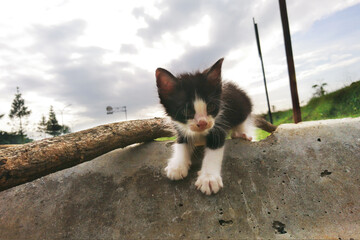 Stray cats in city parks are increasingly breeding out of control, some of them are adopted or some...
