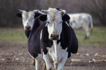 A large cow with a white muzzle looks at the camera.