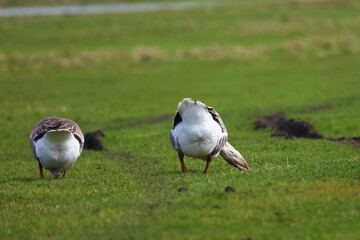 Two geese are grazing on a green meadow. They are eating grass on the farm meadows.