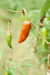 fresh red chili vegetable on plant closeup, chili plants in organic farming, Chilies closeup in field, red chili plant in a farmer's field, Ripe red chili on a plant in Chakwal, Punjab, Pakistan