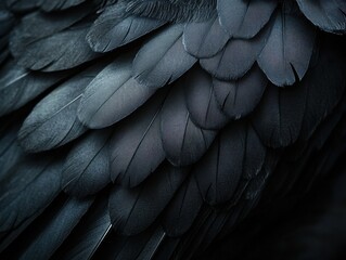 Obraz premium Close-up of dark bird feathers, natural texture