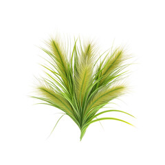 Fluffy Green Grass with White Tips