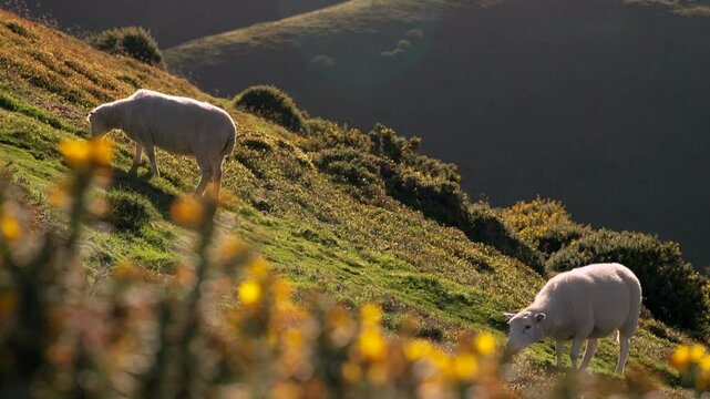 Two sheep eating grass in a beautiful English countryside scene with yellow gorse flowers