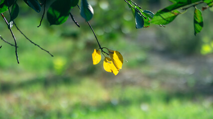 A few yellow tree leaves among the green ones