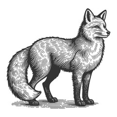 Obraz premium standing fox, natural grace and cunning in a classic engraving style sketch engraving generative ai vector illustration. Scratch board imitation. Black and white image.