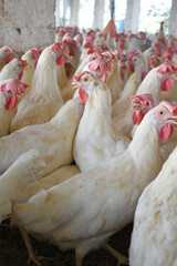 Closeup portrait of White hen at poultry farm, Layer farm, Group of healthy white chicken in poultry farm closeup, hen face closeup in farm, poultry, layer hens for eggs, poultry and livestock Chicken