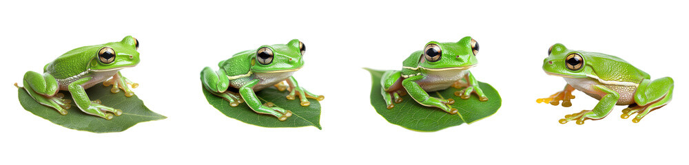 Obraz premium Explore a stunning image of a vibrant green tree frog perched on a leaf, showcasing its unique features against a transparent background, perfect for nature lovers and educators.