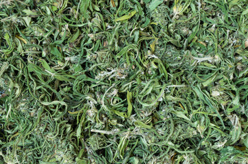 A pile of marijuana leaves is shown in a close up. The leaves are green and appear to be dried