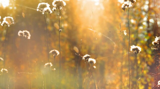 Soft blurred natural background with Pampas grass in light pastel colors. Dry reeds boho style. Autumn sunset nature