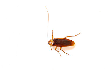 cockroach on white with copy space