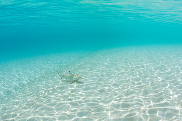 Baby Reef shark below water at Perhentian Island