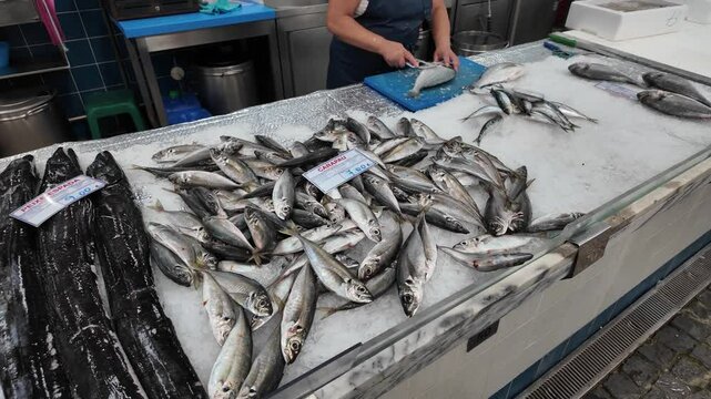 Video of fresh fish stalls at Setubal market in Portugal, showcasing a variety of seafood displayed on ice. 