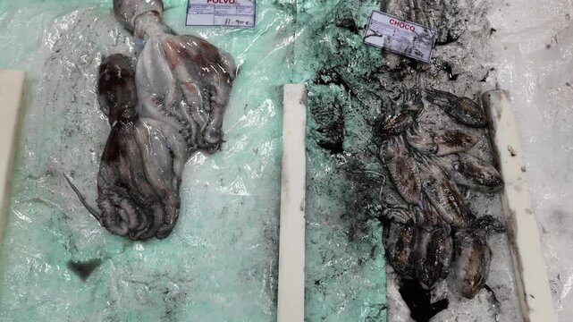 Video of fresh fish stalls at Setubal market in Portugal, showcasing a variety of seafood displayed on ice. 