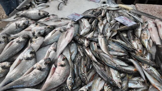 Video of fresh fish stalls at Setubal market in Portugal, showcasing a variety of seafood displayed on ice. 