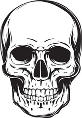 human skull vector and illustration 