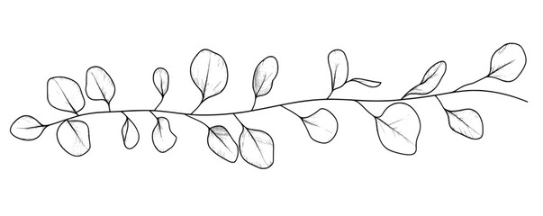 One line drawing of an Eucalyptus branch. Natural minimalist poster.