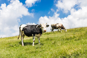 Cows in Mountain Pasture Under Blue Skies