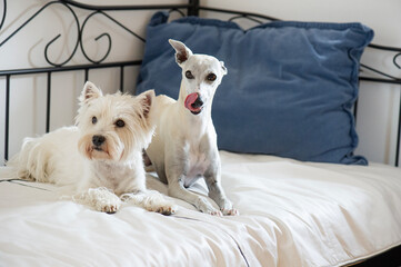 Portrait of a West Highland White Terrier and a Whippet 