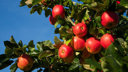 Red apples on tree ready to be harvested. Ripe red apple fruits in an apple orchard