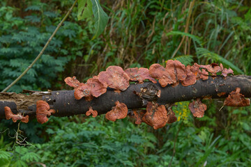 Large flat mushrooms (ganoderma lucidum) grow in the gaps of living trees