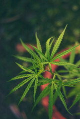 Vertical Green weed Marijuana tree cannabis plant narcotic herbal in CBC greenhouse. Hemp leaf made cannabis crude oil medicine farm. CBC, THC herb agriculture Weed leaf Drug. Sustainability concept