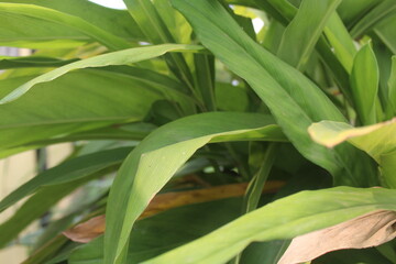 bright green leaves of plants in front of the house