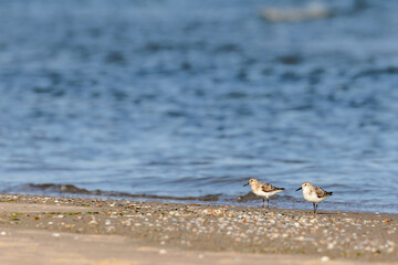 Sanderlings (Calidris alba) on the beach on Juist, East Frisian Islands, Germany.