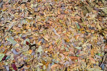 Close up of colorful autumn leaves on the forest floor, showcasing a variety of textures and hues, perfect for seasonal backgrounds and nature themes