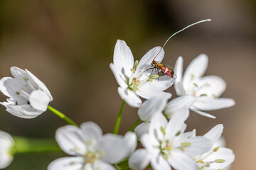 A brown longhorn moth - adela croesella - sits on a flower