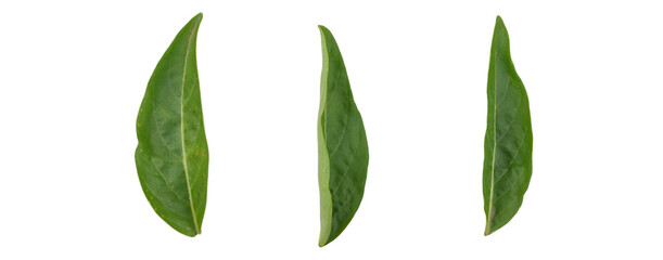 Rama tulsi leaves (Ocimum tenuiflorum foliage) , Set of top view lay flat Green leaf on transparency background PNG