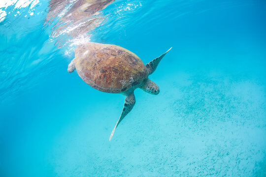 Green Turtle at Perhentian island, Malaysia