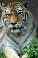 Close-up of Bengal Tiger