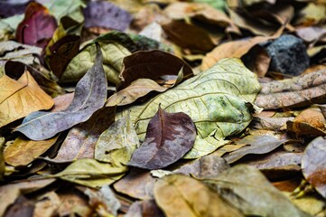 Close up of colorful autumn leaves on the forest floor, showcasing a variety of textures and hues, perfect for seasonal backgrounds and nature themes