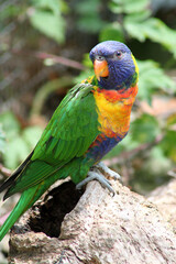 Colorful Bird on Rock