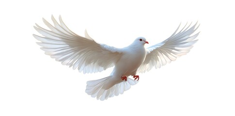 Obraz premium White dove in flight with wings spread wide.