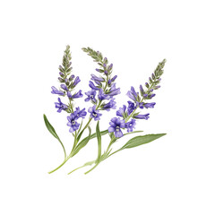 Naklejka premium Purple Wildflowers with Green Stems and Leaves